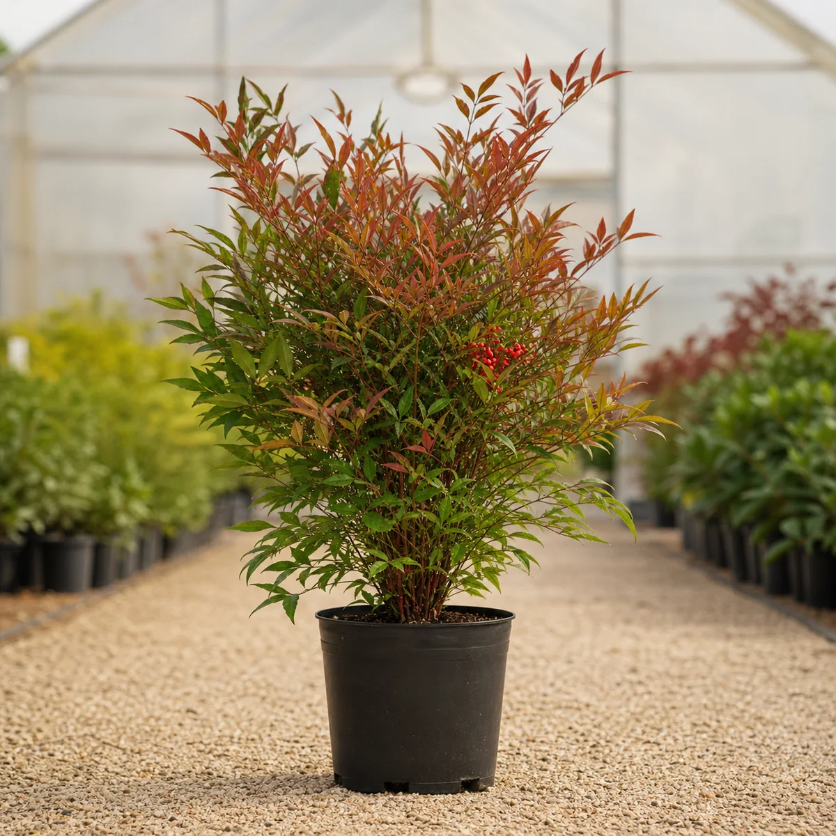 Nandina