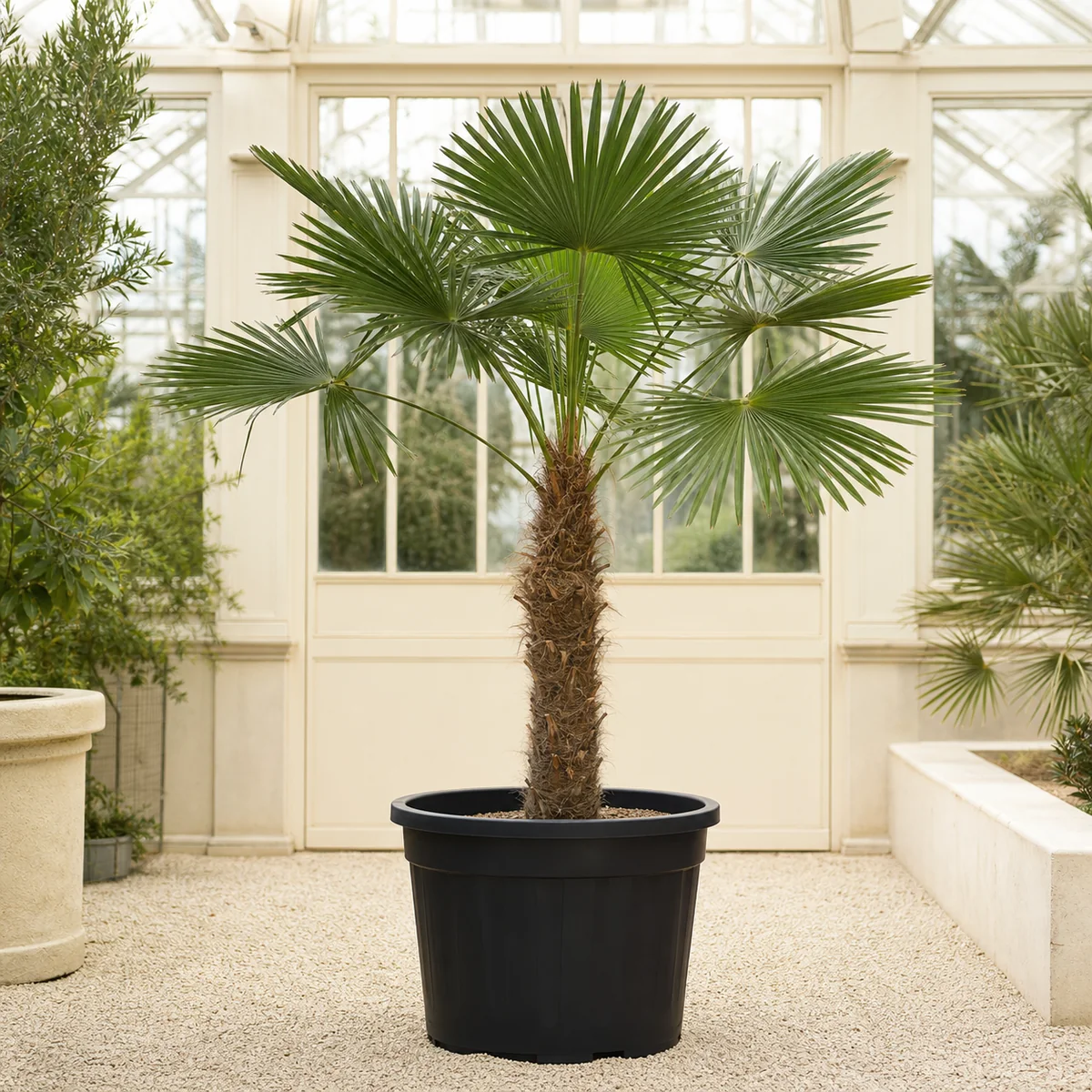 Chamaerops Excelsa / Palmiye