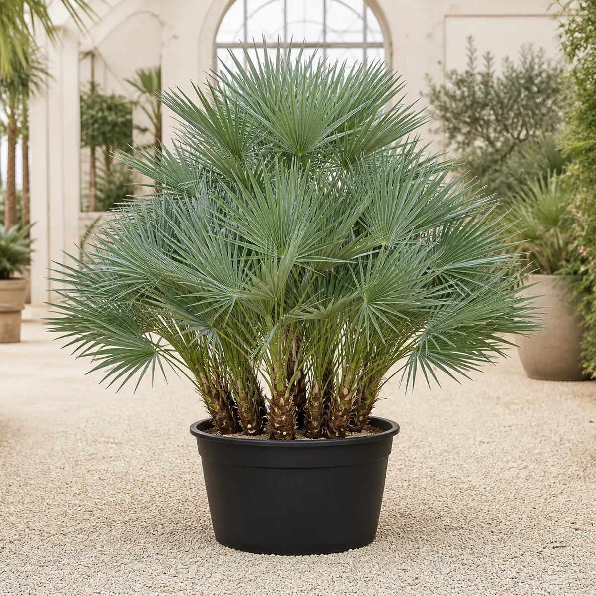 Chamaerops humilis / Bodur Palmiye