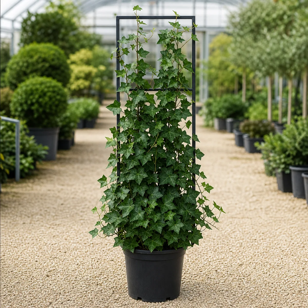 Hedera Helix / İngiliz Sarmaşığı
