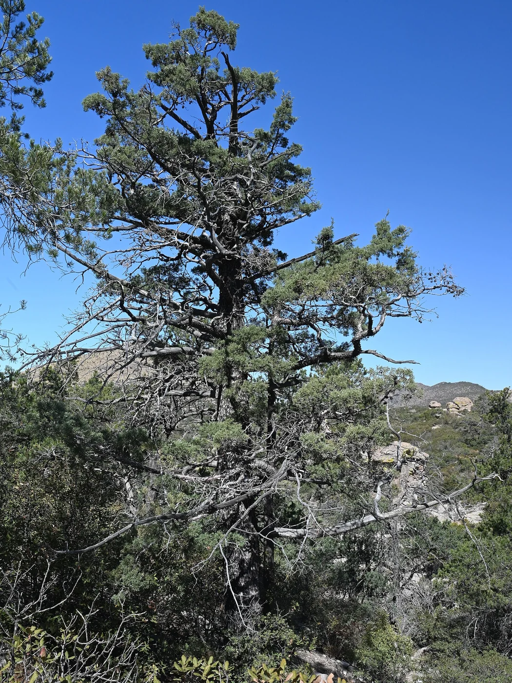 Leylandi Arizona Çamı