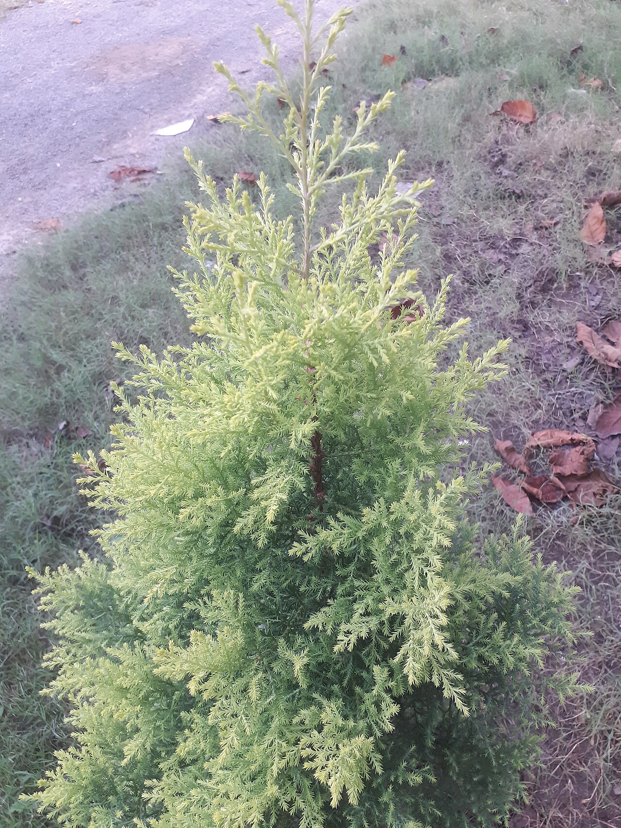 Limoni Servi / Limon Çamı