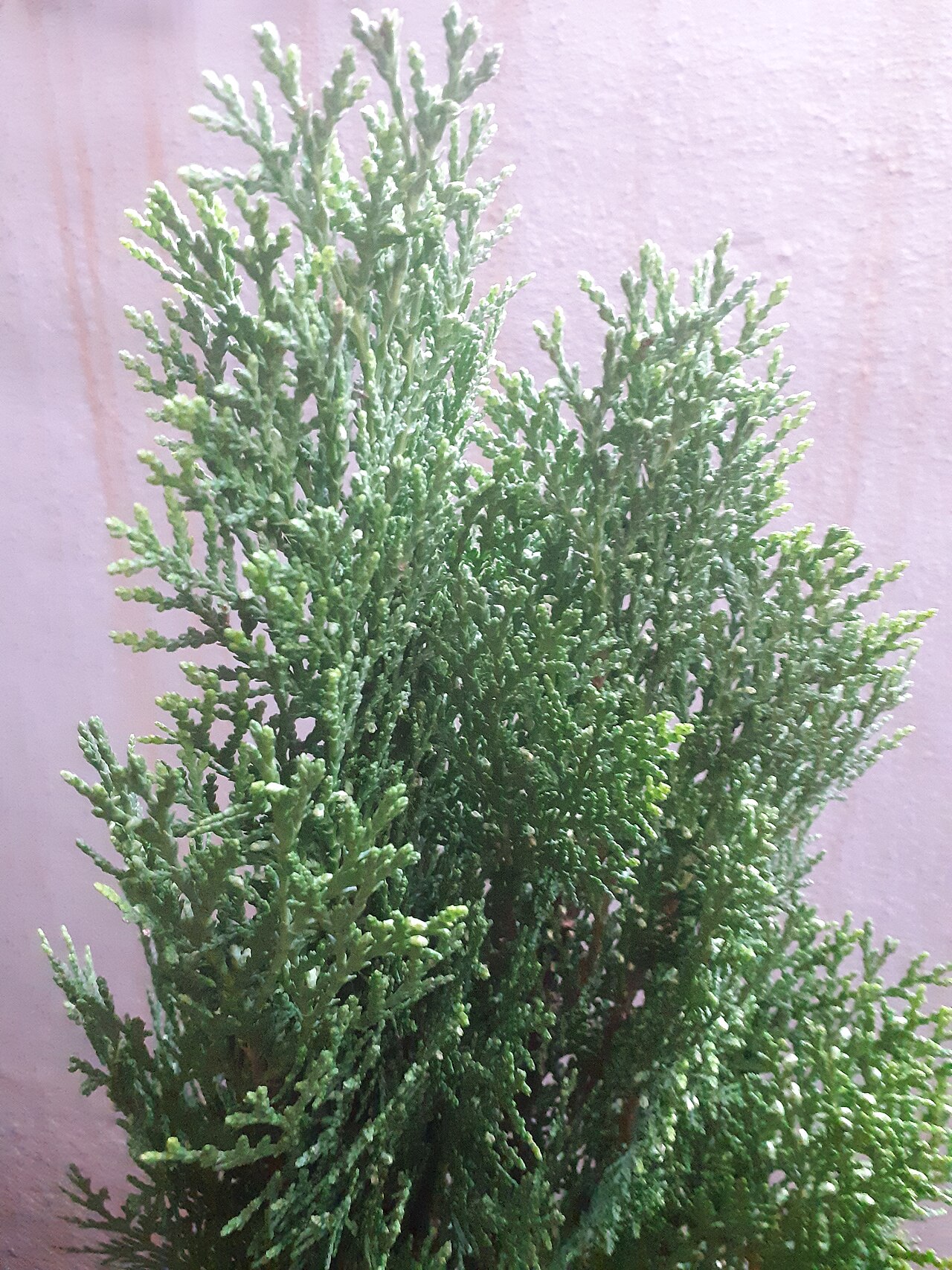 Piramit Mazı Çamı