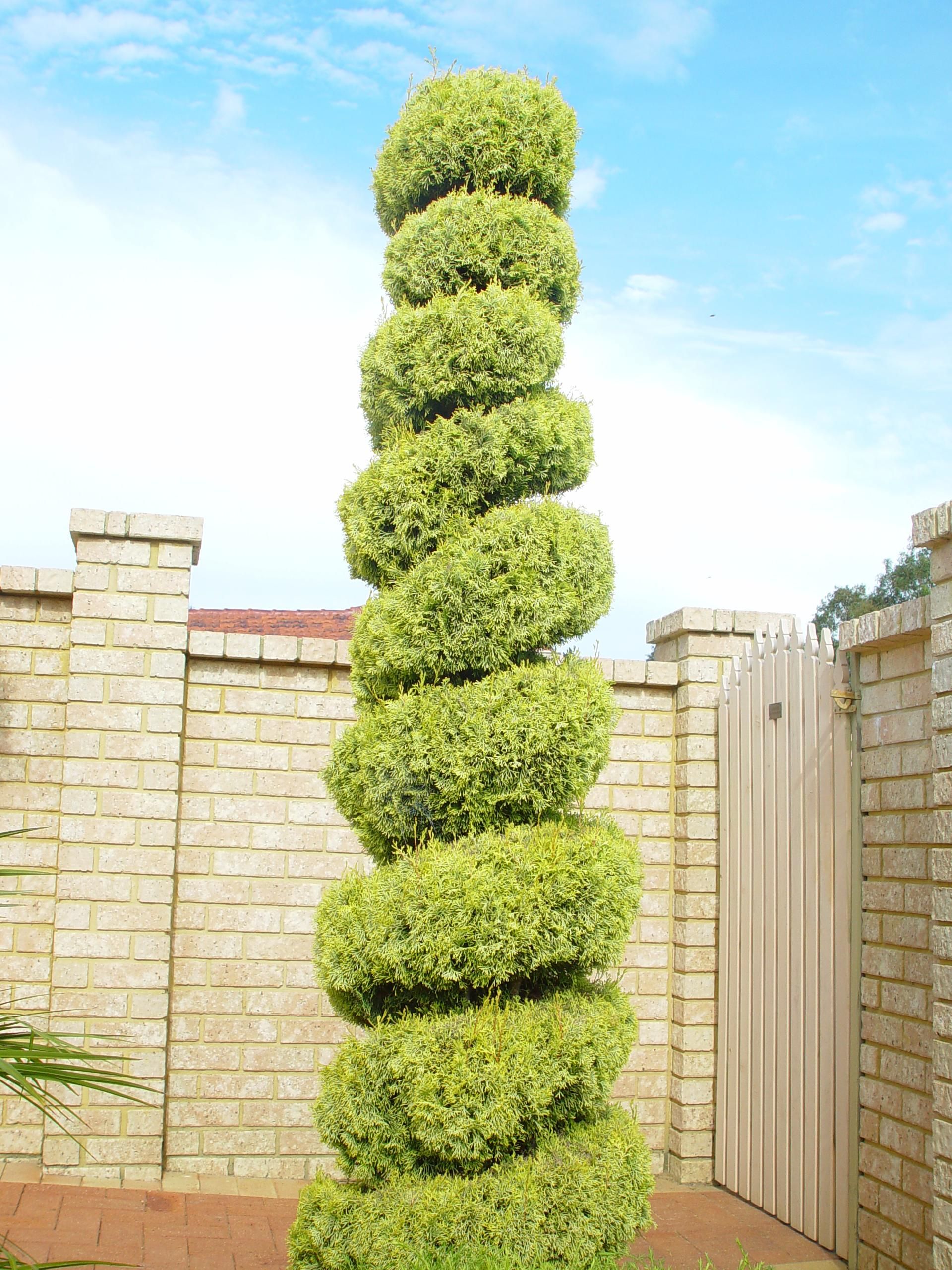 Spiral biçim verilmiş şekilli bitki